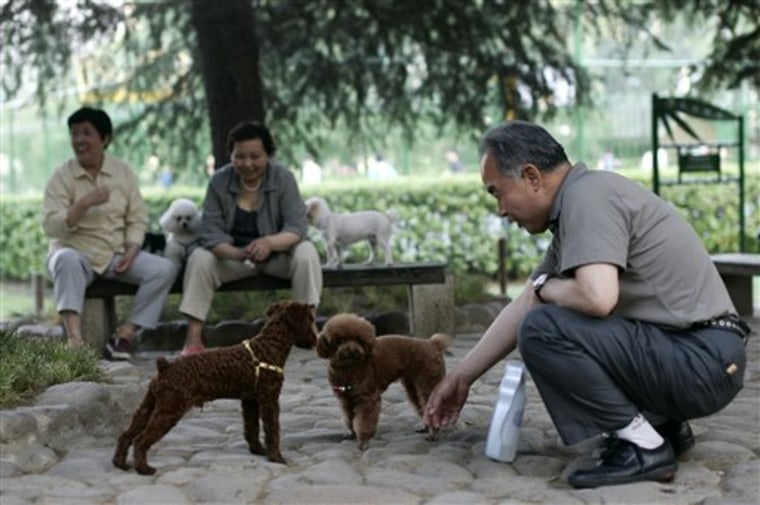 A man plays with dogs at a park in Shanghai, China. The China's largest city is setting a limit of one-dog per family in an effort to gain control over the soaring pet population and curb rabies. 